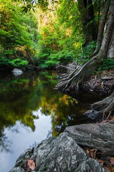 Pond in the forest landscape