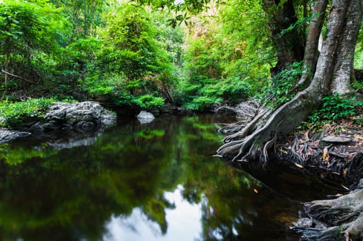 Pond in the forest landscape