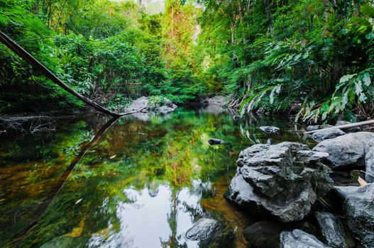 Pond in the forest landscape