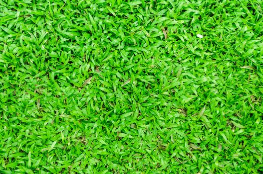 malaysian grass floor background