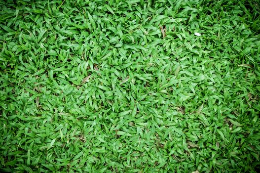 malaysian grass floor background