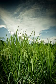 farm rice closeup
