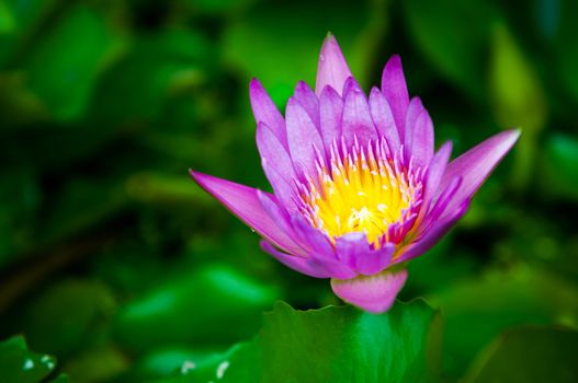 Closeup of Violet Lotus in the pond