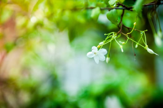 Macro of Mok flowers