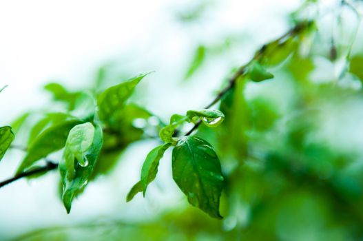 Closeup of water drop on green leaf