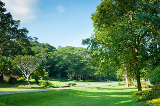 green of natural park landscape
