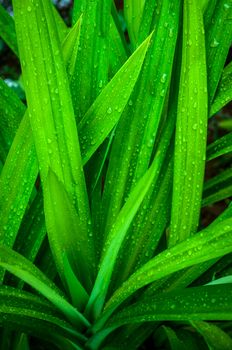 closeup of fresh water drop on pandan leaves