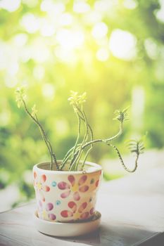 closeup of tree pot for home decorate