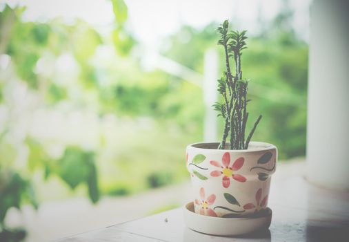 closeup of tree pot for home decorate
