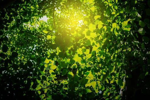 Green leaves with sunlight