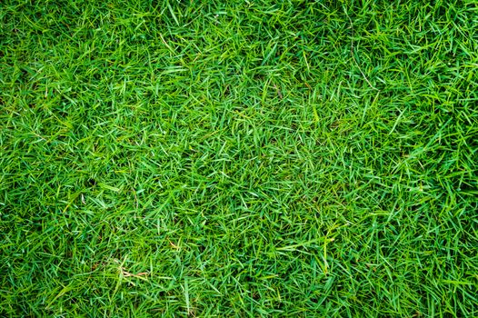 grass of natural background