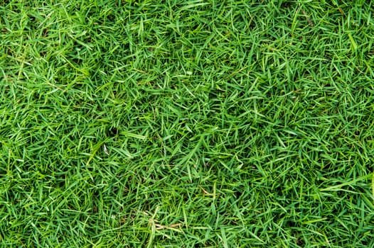 grass of natural background