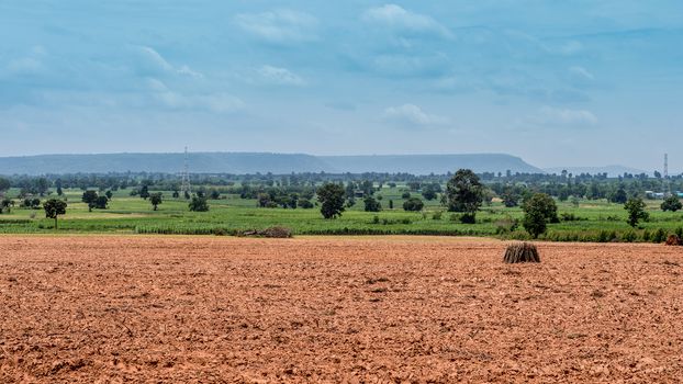 cultivation sapling of cassava and soil
