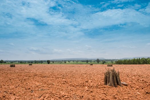 cultivation sapling of cassava and soil