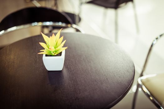 closeup of plant pot on coffee table