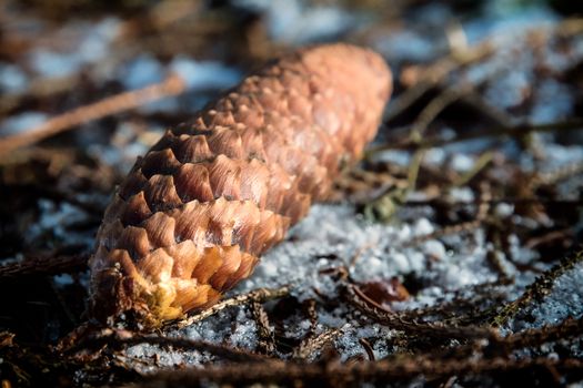 Image of a fir cone on the soil of a forest in Bavaria, Germany