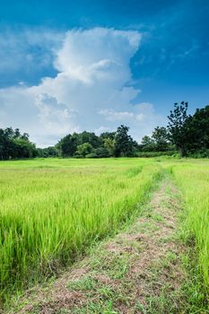 farm rice landscape and clouds sky