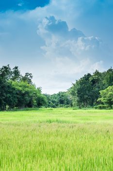 farm rice landscape and clouds sky