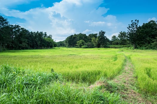farm rice landscape and clouds sky