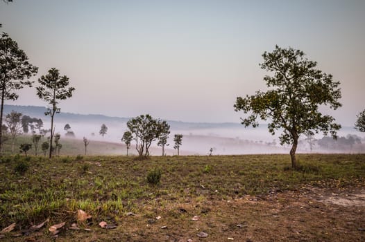 Landscape of Natural park and Foggy