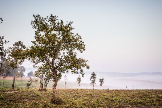Landscape of Natural park and Foggy