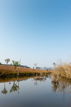 pond and dry tree landscape