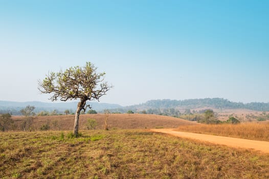 Soil Road and Alone Tree Landscape