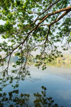 Bough of Tree and Refraction Pattern Background