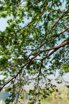 Bough of Tree Pattern Background