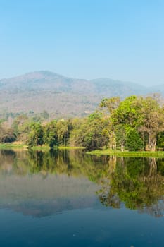 Pond and Tree Forest Landscape