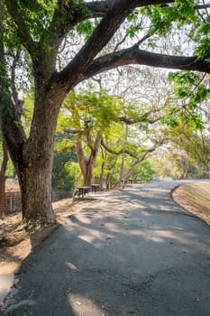 Abstract Bough of Tree and Road