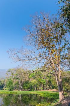 Pond and Tree Forest Landscape