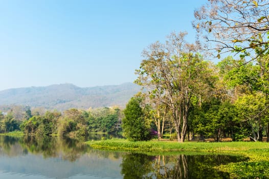 Pond and Tree Forest Landscape