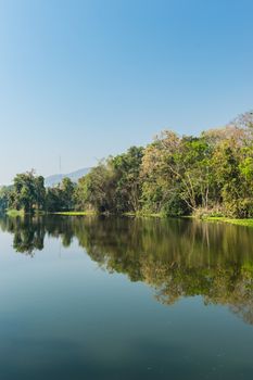 Pond and Tree Forest Landscape