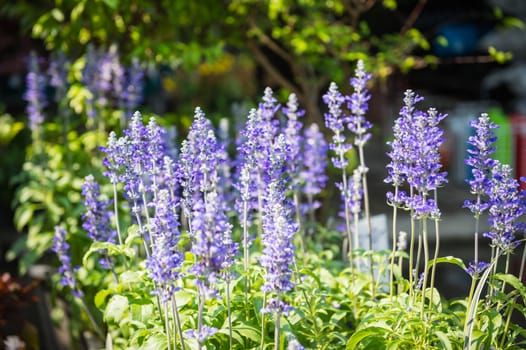 Blue Salvia Flower Closeup