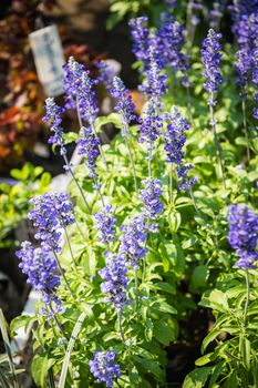 Blue Salvia Flower Closeup