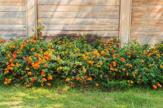 Hedge of Flower Plant and Wood Background