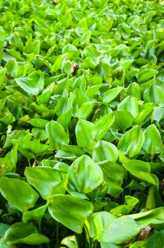 water hyacinth plant