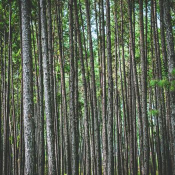 pine tree forest background