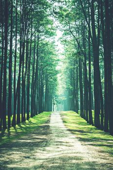 path and pine tree forest landscape