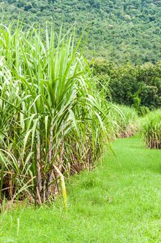 Sugarcane Farm Landscape