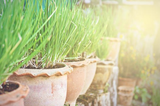Onion Plant in Potted