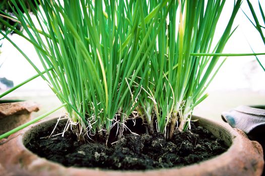 Onion Plant in Potted