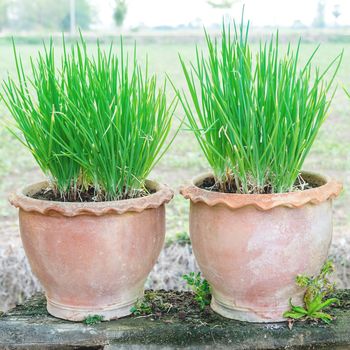 Onion Plant in Potted