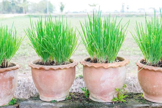 Onion Plant in Potted