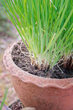 Onion Plant in Potted