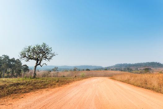 Soil Road and Tree Landscape