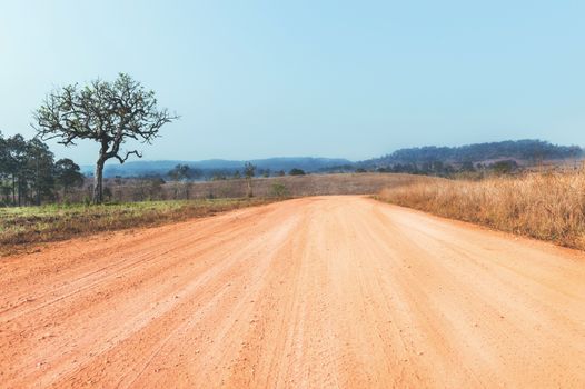 Soil Road and Tree Landscape