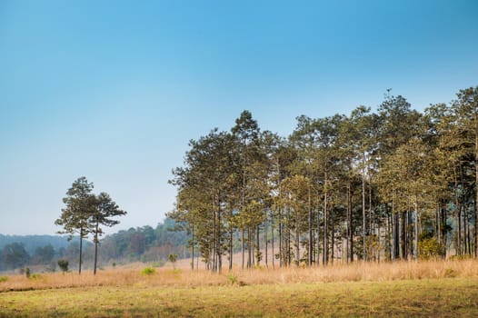 Landscape of Natural park with Mountain