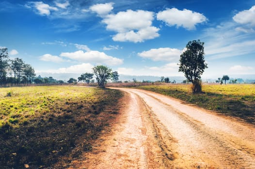 Soil Road and Tree Landscape